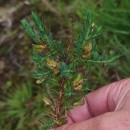 Genista berberidea LangeGenista berberidea Lange