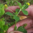 Medicago lupulina L.Medicago lupulina L.