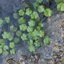 Ranunculus omiophyllus Ten.Ranunculus omiophyllus Ten.