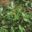 Laurus nobilis L.Laurus nobilis L.