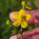 Ranunculus flammula L.Ranunculus flammula L.
