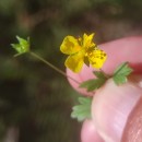 Potentilla erecta (L.) Raeusch.Potentilla erecta (L.) Raeusch.