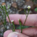 Symphyotrichum squamatum (Spreng.) G.L.NesomSymphyotrichum squamatum (Spreng.) G.L.Nesom