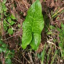 Arum italicum Mill.Arum italicum Mill.