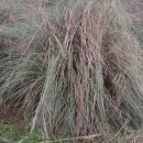 Cortaderia selloana (Schult. & Schult. fil) Asch. & Graebn.Cortaderia selloana (Schult. & Schult. fil) Asch. & Graebn.
