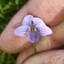 Viola palustris L.Viola palustris L.