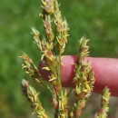 Sorghum halepense (L.) Pers.Sorghum halepense (L.) Pers.