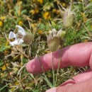 Silene vulgaris (Moench) Garcke subsp. vulgaris .Silene vulgaris (Moench) Garcke subsp. vulgaris .