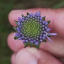 Jasione montana L.Jasione montana L.