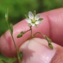 Spergula arvensis L.Spergula arvensis L.