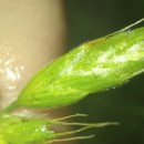 Bromus hordeaceus L. subsp. hordeaceusBromus hordeaceus L. subsp. hordeaceus