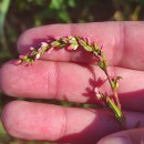 Persicaria hydropiper (L.) SpachPersicaria hydropiper (L.) Spach