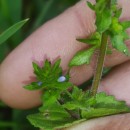 Veronica arvensis L.Veronica arvensis L.