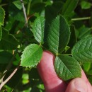 Rosa pouzinii Tratt.Rosa pouzinii Tratt.