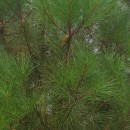 Pinus pinaster AitonPinus pinaster Aiton