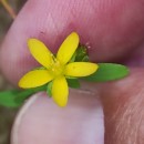 Hypericum humifusum L.Hypericum humifusum L.
