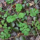 Chelidonium majus L.Chelidonium majus L.