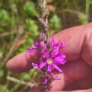 Lythrum salicaria L.Lythrum salicaria L.