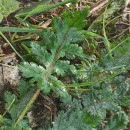 Erodium botrys (Cav.) Bertol.Erodium botrys (Cav.) Bertol.