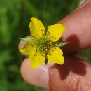 Geum urbanum L.Geum urbanum L.