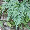 Asplenium onopteris L.Asplenium onopteris L.