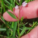 Polygala vulgaris L.Polygala vulgaris L.