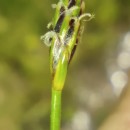 Eleocharis bonariensis NeesEleocharis bonariensis Nees