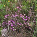 Erica umbellata L.Erica umbellata L.