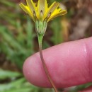 Leontodon saxatilis Lam.Leontodon saxatilis Lam.