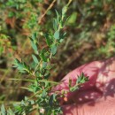 Genista berberidea LangeGenista berberidea Lange