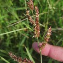 Echinochloa crus-galli (L.) Beauv.Echinochloa crus-galli (L.) Beauv.