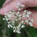 Daucus carota  L.Daucus carota  L.