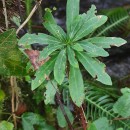Euphorbia amygdaloides  L.Euphorbia amygdaloides L.