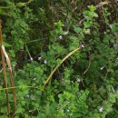 Clinopodium nepeta (L.) KuntzeClinopodium nepeta (L.) Kuntze