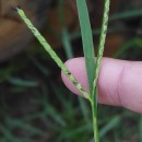 Paspalum distichum L.Paspalum distichum L.