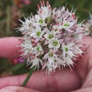 Allium ericetorum ThoreAllium ericetorum Thore