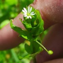 Stellaria media (L.) Vill.Stellaria media (L.) Vill.