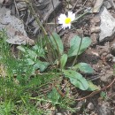 Bellis sylvestris Cyr.Bellis sylvestris Cyr.