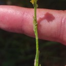 Sisymbrium officinale (L.) Scop.Sisymbrium officinale (L.) Scop.