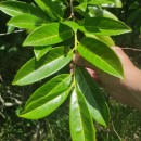 Prunus laurocerasus L.Prunus laurocerasus L.