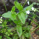 Myosotis secunda A. MurrayMyosotis secunda A. Murray