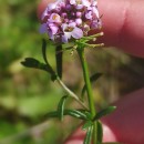 Iberis procumbens Lange subsp. procumbensIberis procumbens Lange subsp. procumbens