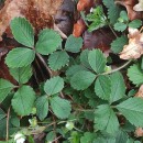 Potentilla sterilis (L.) GarckePotentilla sterilis (L.) Garcke