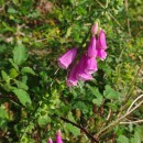 Digitalis purpurea L.Digitalis purpurea L.