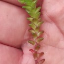 Sedum arenarium Brot.Sedum arenarium Brot.