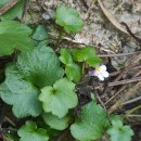 Cymbalaria muralis P. Gaertn., B. Mey. & Scherb.Cymbalaria muralis P. Gaertn., B. Mey. & Scherb.