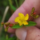 Hypericum undulatum Schousb. ex Willd.Hypericum undulatum Schousb. ex Willd.
