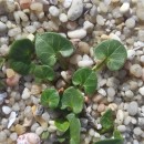 Calystegia soldanella (L.) R. Br.Calystegia soldanella (L.) R. Br.