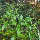 Persicaria hydropiper (L.) SpachPersicaria hydropiper (L.) Spach