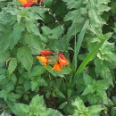 Crocosmia × crocosmiiflora (Lemoine) N.E.Br.Crocosmia × crocosmiiflora (Lemoine) N.E.Br.